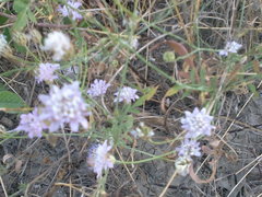 Cephalaria transsylvanica