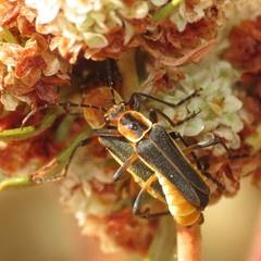 Chauliognathus obscurus