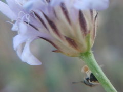 Cephalaria transsylvanica
