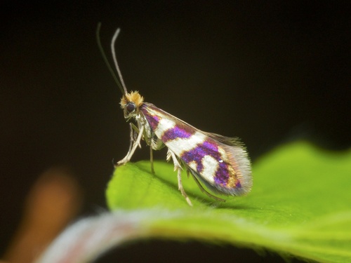 Micropterix schaefferi