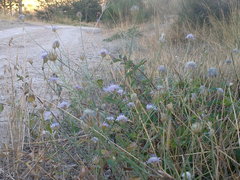 Cephalaria transsylvanica