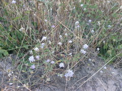 Cephalaria transsylvanica