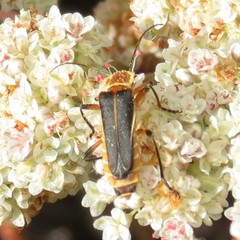 Chauliognathus obscurus