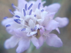 Cephalaria transsylvanica