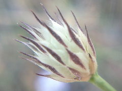 Cephalaria transsylvanica