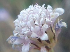 Cephalaria transsylvanica