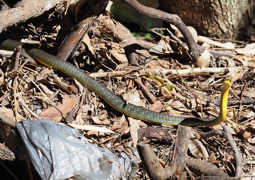 Common Tree Snake sighting