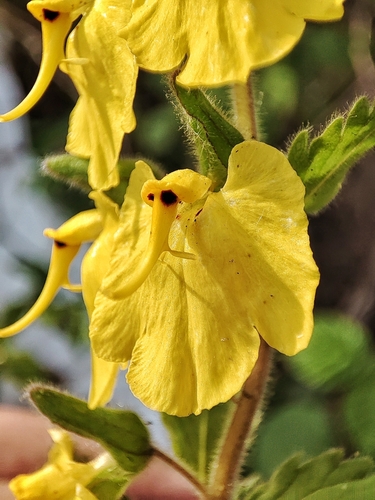 Image of Rhynchocorys elephas by (c) ㅤ‌, some rights reserved (CC BY)