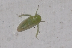 Hyalojassini