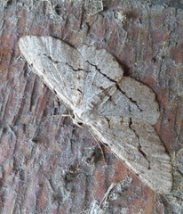 Stenoporpia pulmonaria