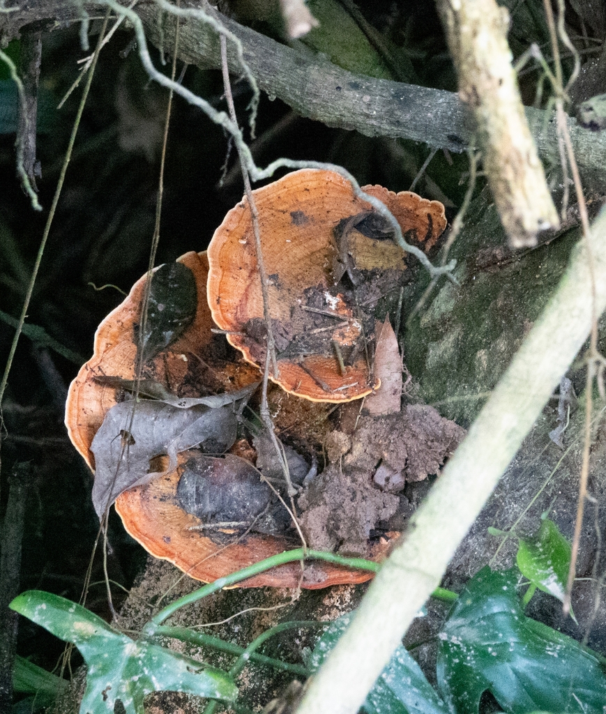 Rigidoporus microporus