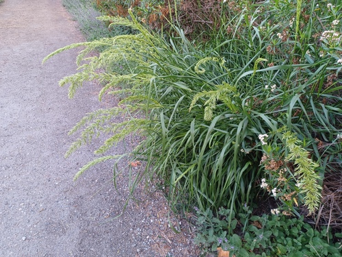iNaturalist observation photo of giant wild rye