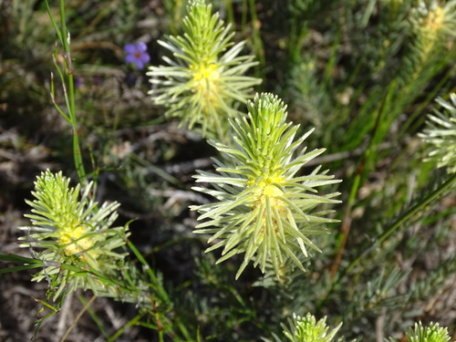 Fluffy Hardleaf (Phylica velutina)
