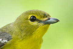 Yellow-Throated Vireo photo 4