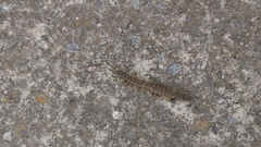 Scolopendra viridis maya