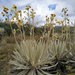 Espeletia grandiflora - Photo (c) montedeagua, alguns direitos reservados (CC BY-NC)