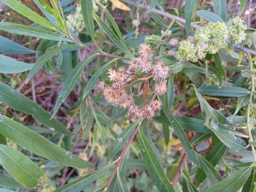 iNaturalist observation photo of mule fat