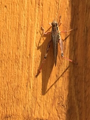 Melanoplus