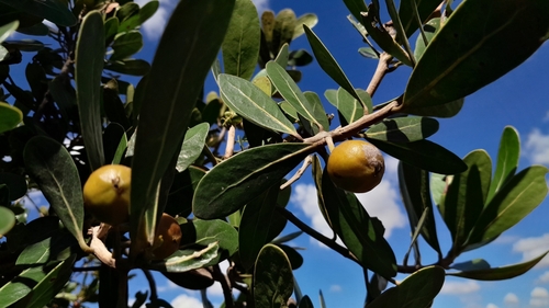 Foto de Tapiá-guaçu