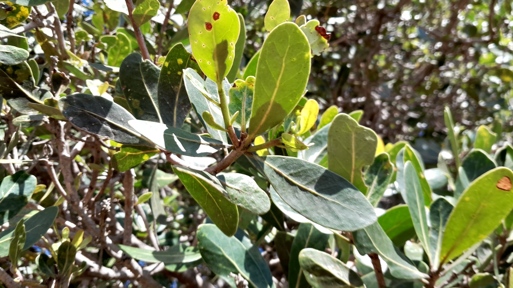 Imagem de Tapiá-guaçu