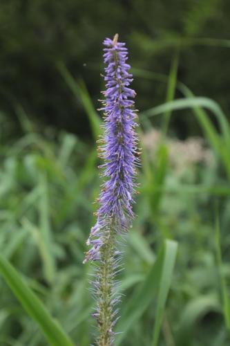 Veronicastrum borissovae iNat (2)