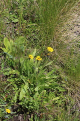 Leontodon caucasicus