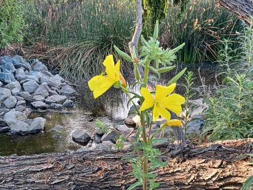 iNaturalist observation photo of tall evening primrose