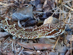 Crotalus basiliscus