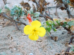 Camissoniopsis cheiranthifolia cheiranthifolia