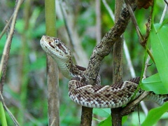 Crotalus basiliscus