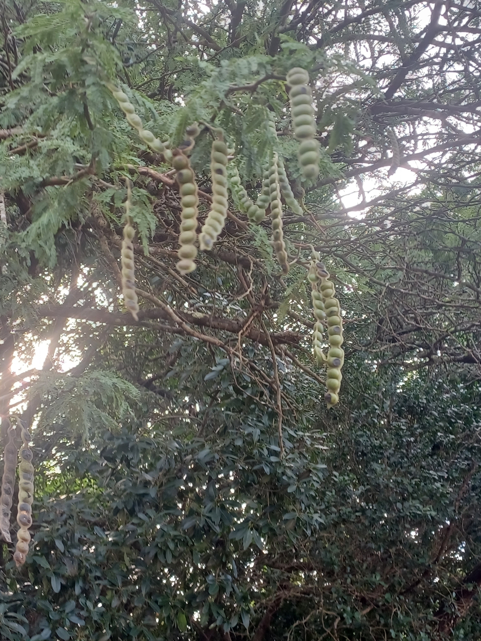 Imagem de Sementes-de-macaco