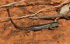 Southern Mallee Ctenotus photo 2