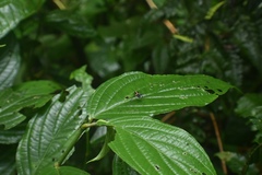 Hypselonotus linea