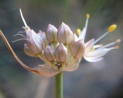 Allium marschalianum