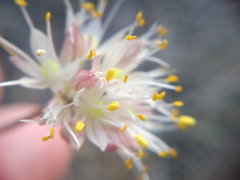 Allium marschalianum