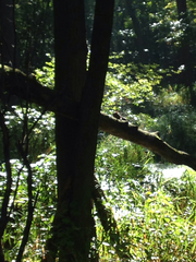 Sciurus carolinensis leucotis