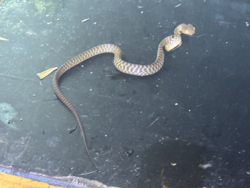 Brown Tree Snake sighting