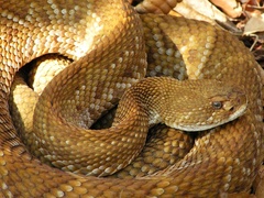 Crotalus basiliscus