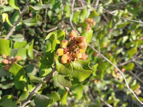 iNaturalist observation photo of lemonade berry