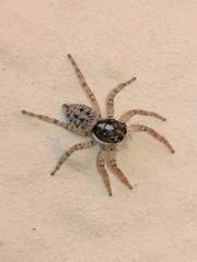 Menemerus semilimbatus