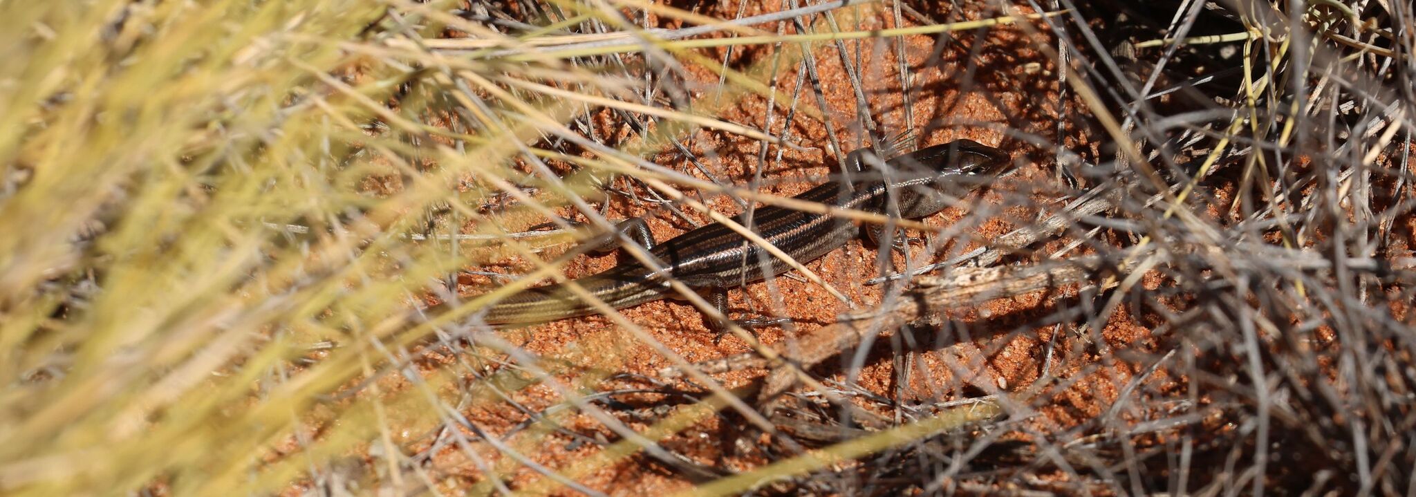 Short-Clawed Ctenotus photo 8