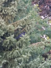 Corvus corone