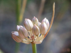 Allium marschalianum
