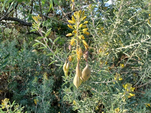 iNaturalist observation photo of Bladderpod