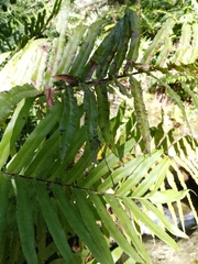 Ecchlorolestes nylephtha