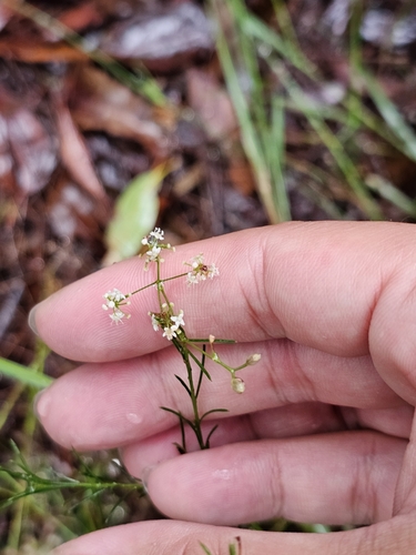 Image of Platysace linearifolia by (c) Tim, some rights reserved (CC BY)