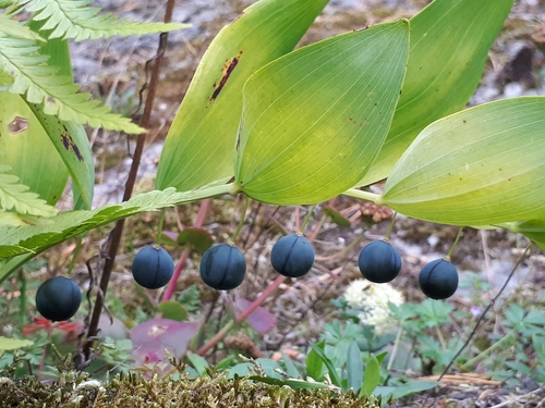 Scented Solomon's-seal