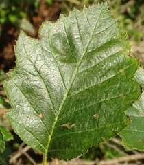 Karpatiosorbus latifolia