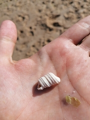 Turritella