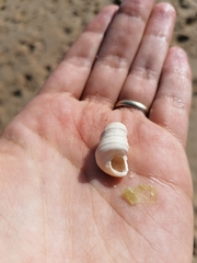 Turritella